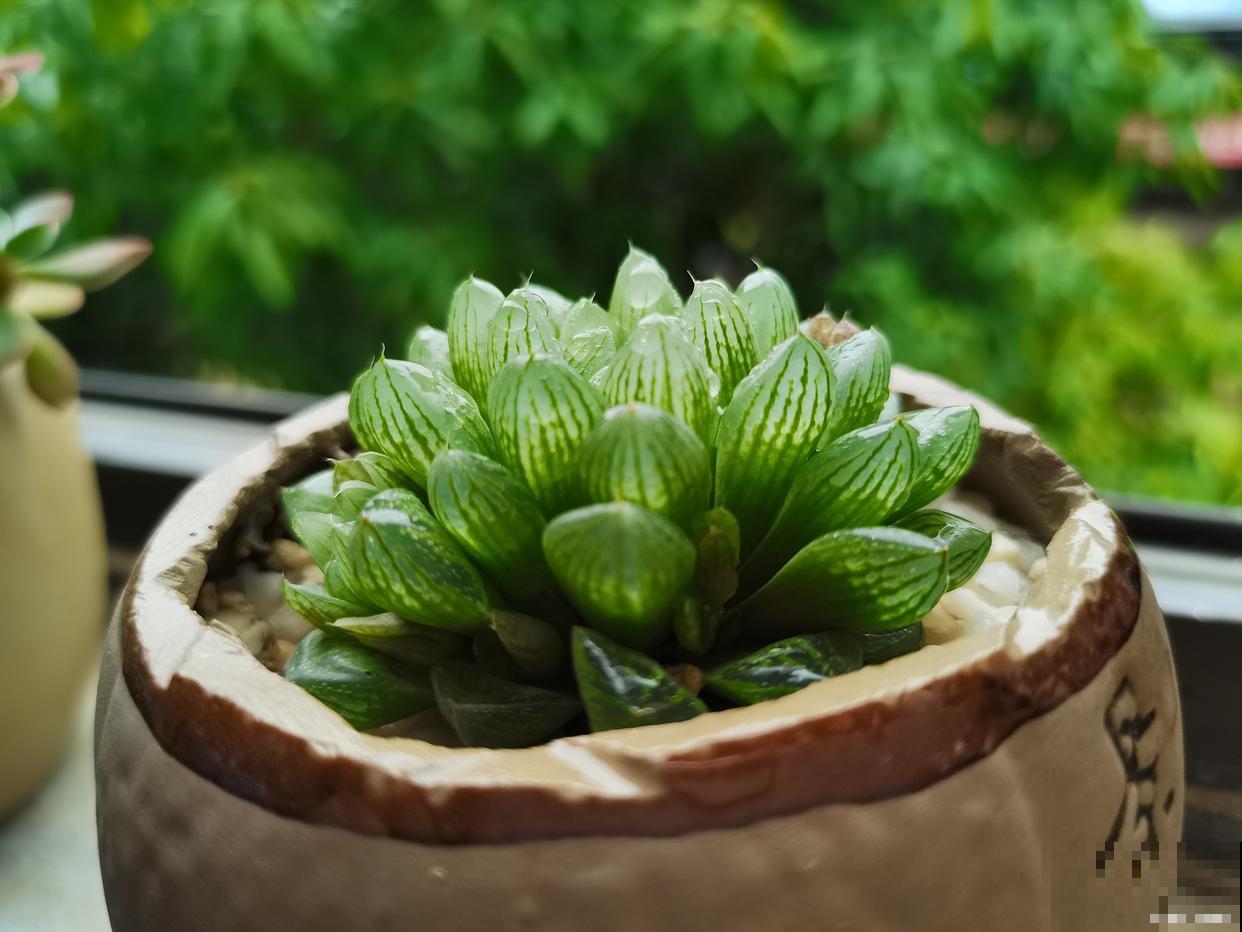 冰玉露怎么养护? 冰玉露怎么养护?