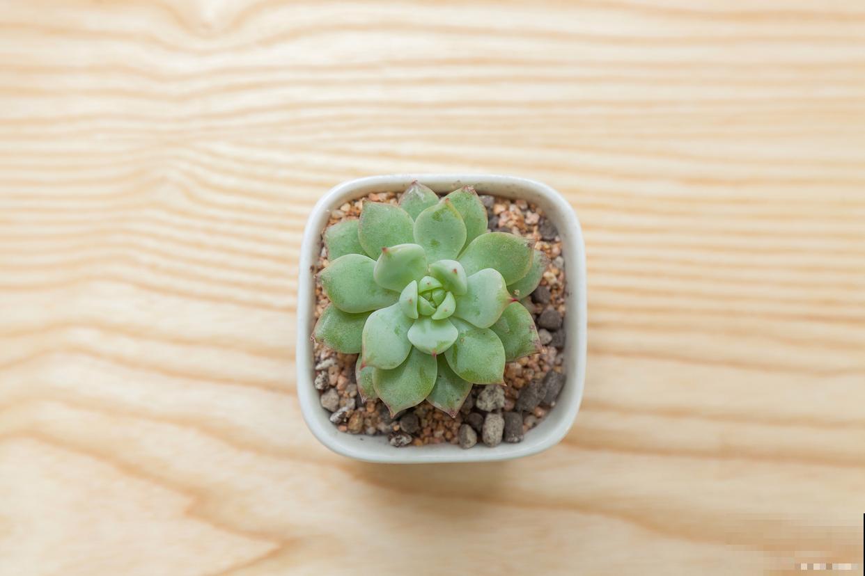 吉娃娃多肉怎么养