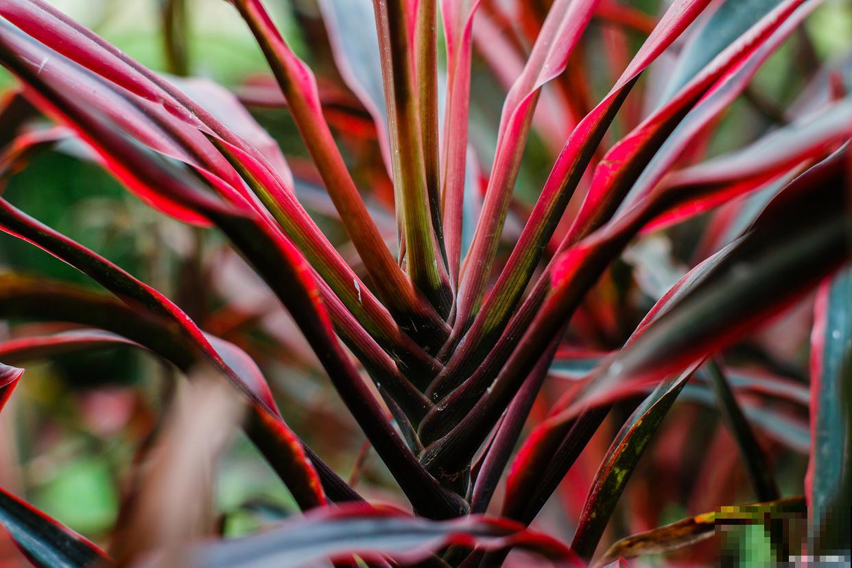 七彩铁千年木怎么养