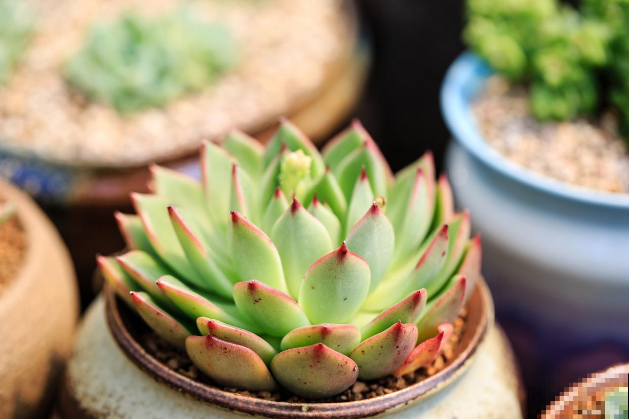 吉娃娃多肉怎么养