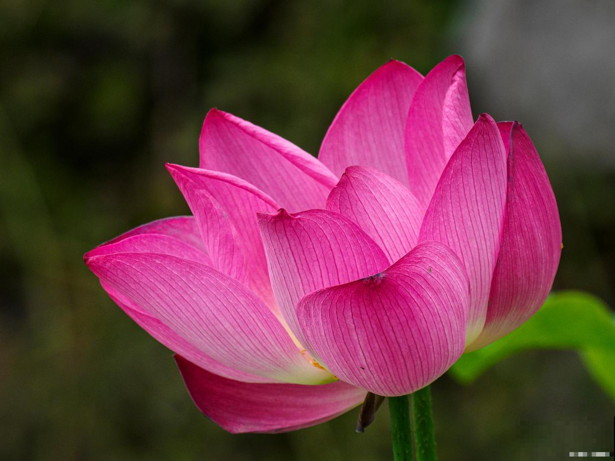 福建适合种什么花 福建适合种什么花