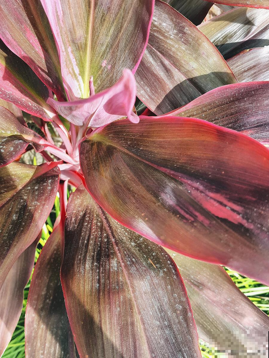 紫背竹芋什么时候开花 紫背竹芋什么时候开花