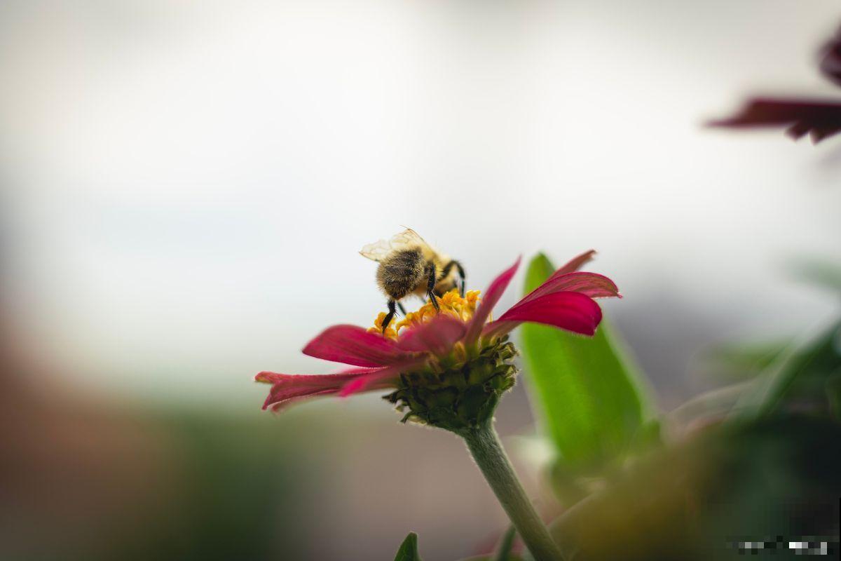 花是如何授粉的? 花是如何授粉的?