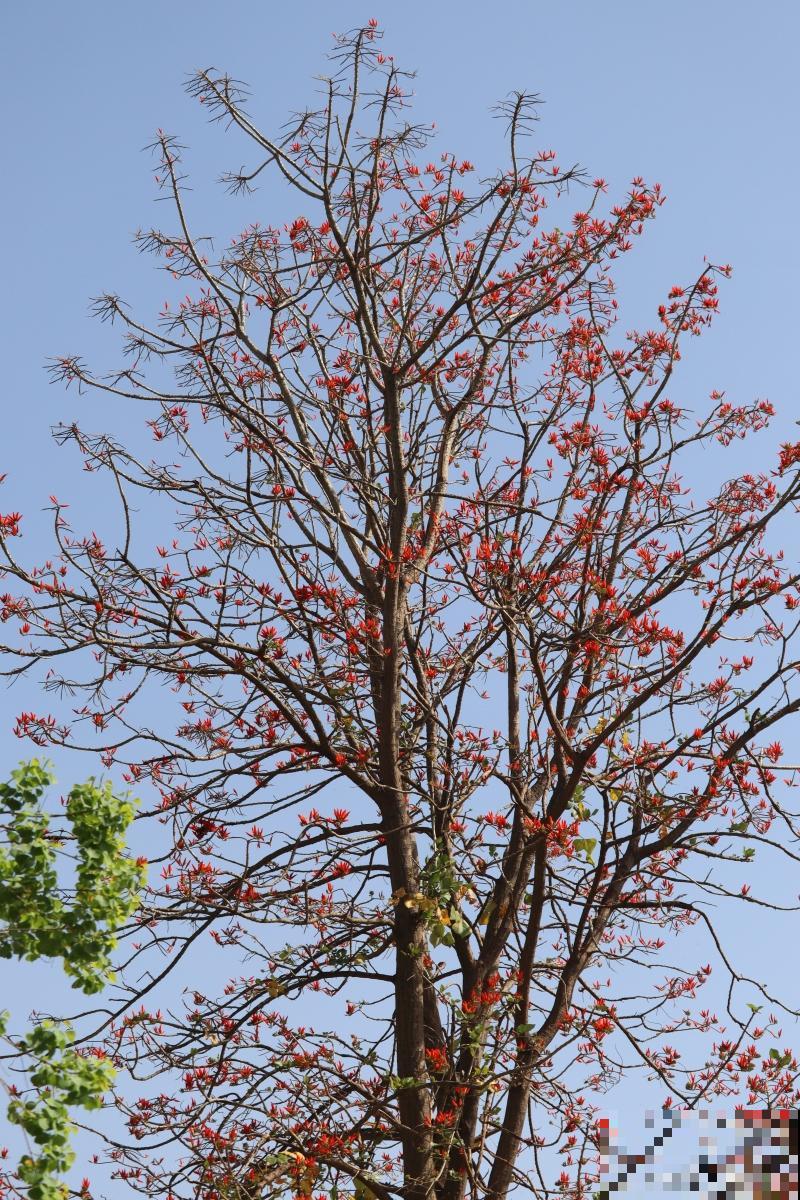 木棉树种多久开花