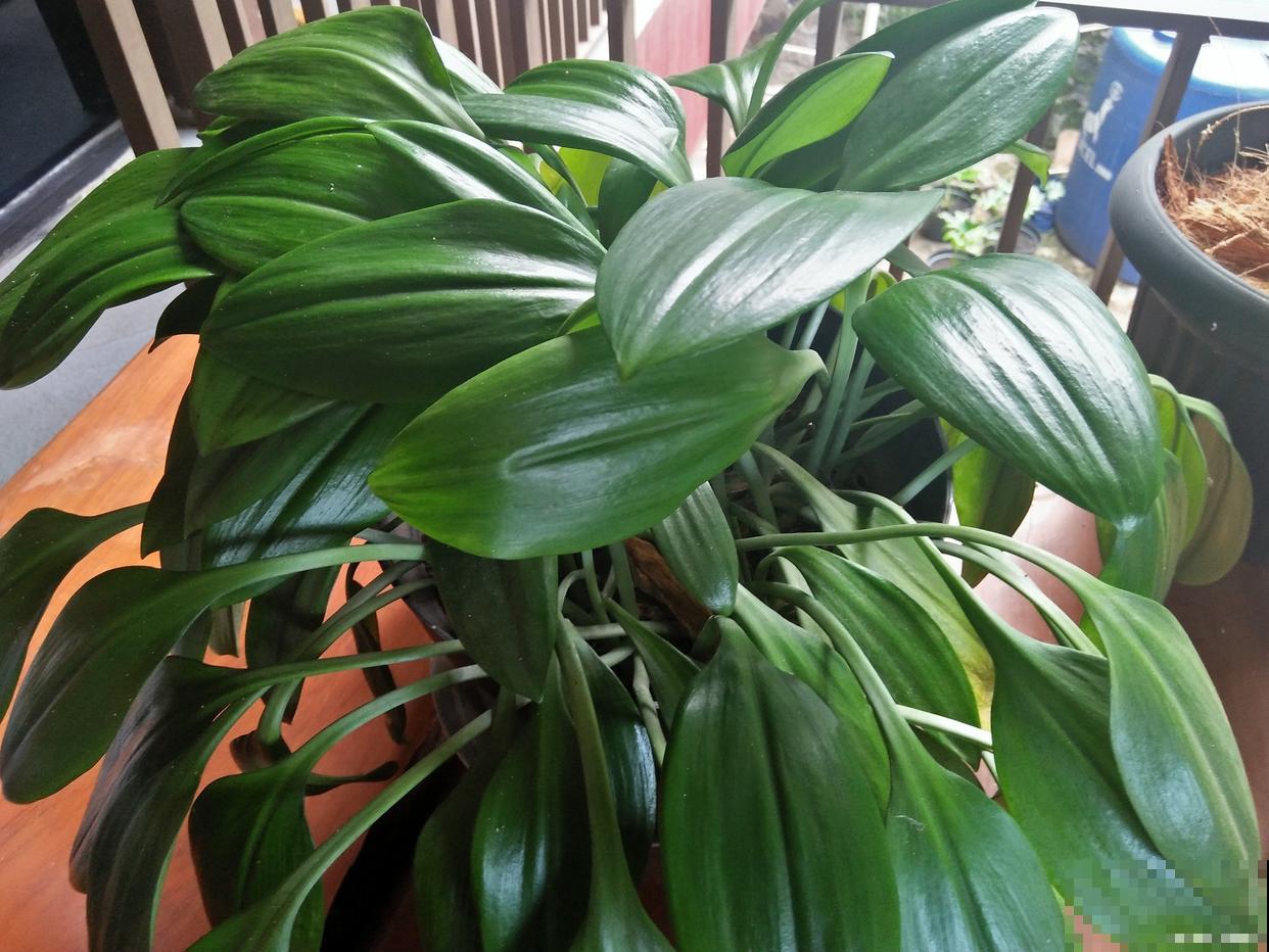 万年青怎么移栽？