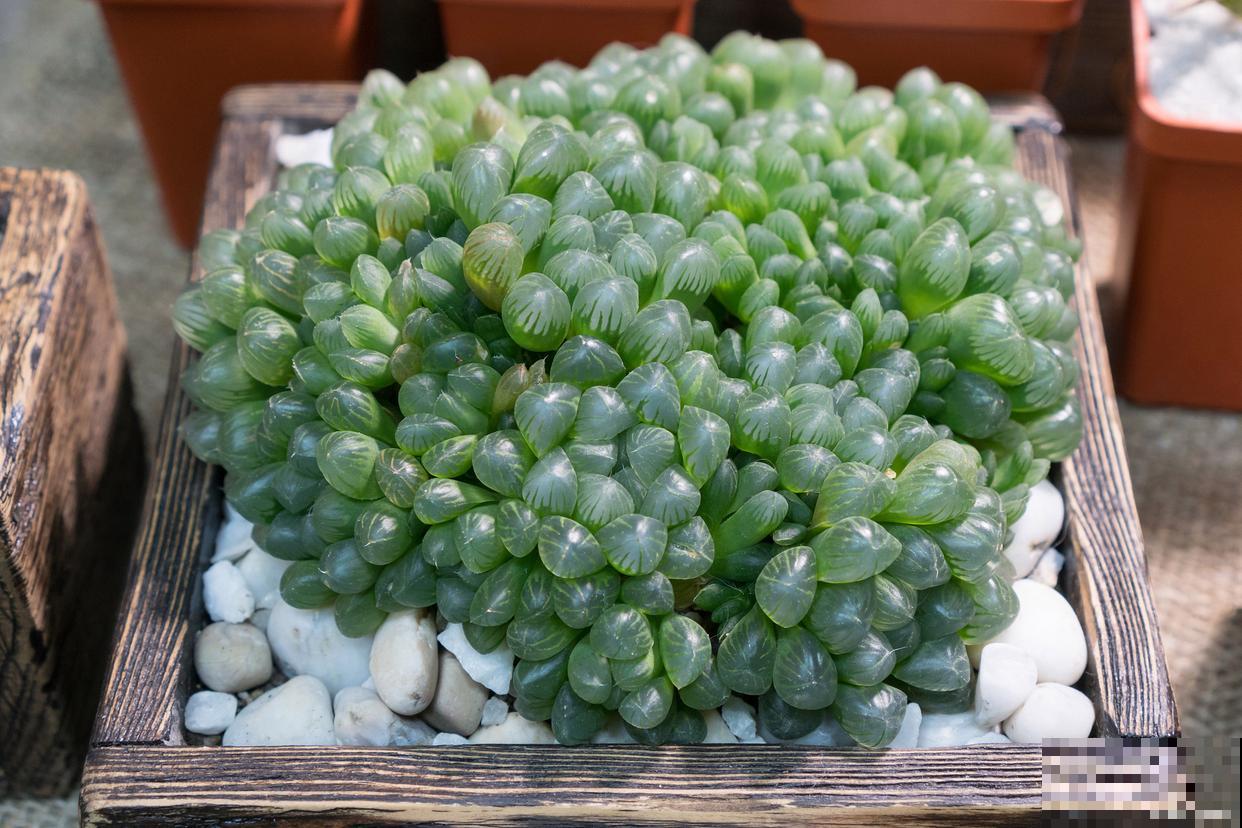 冰玉露怎么养护? 冰玉露怎么养护?