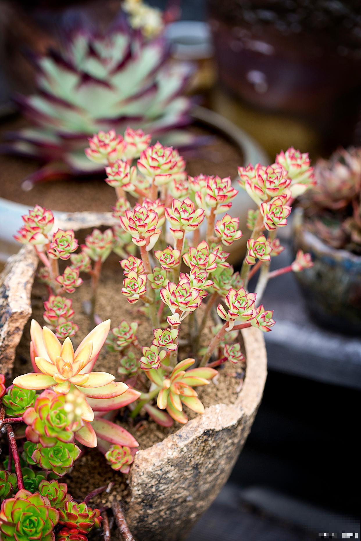 小人祭怎么扦插？