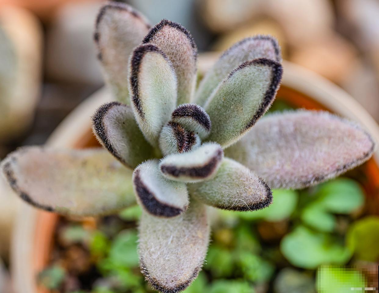 兔耳朵多肉怎么养 兔耳朵多肉怎么养