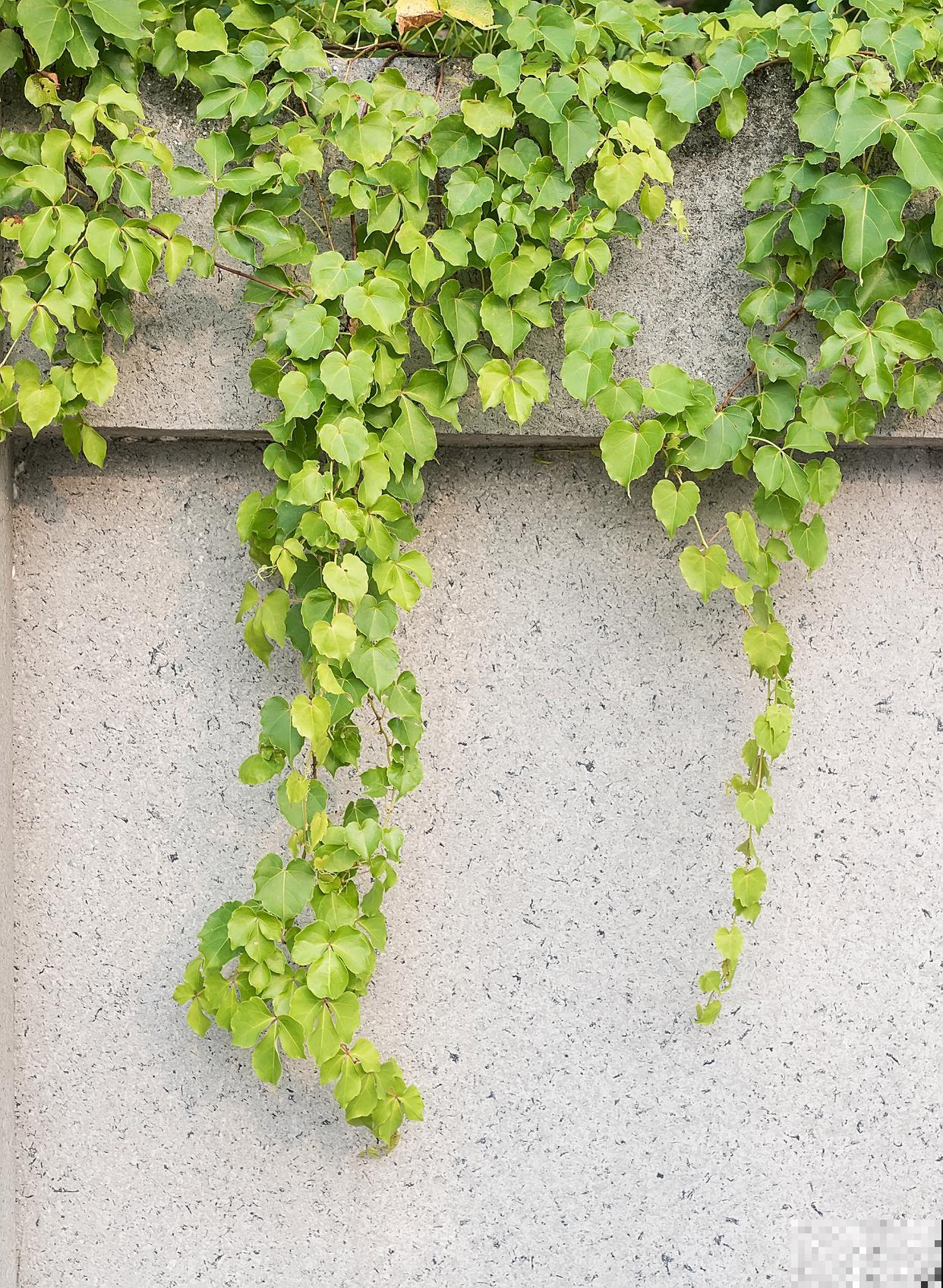 常春藤用什么肥？