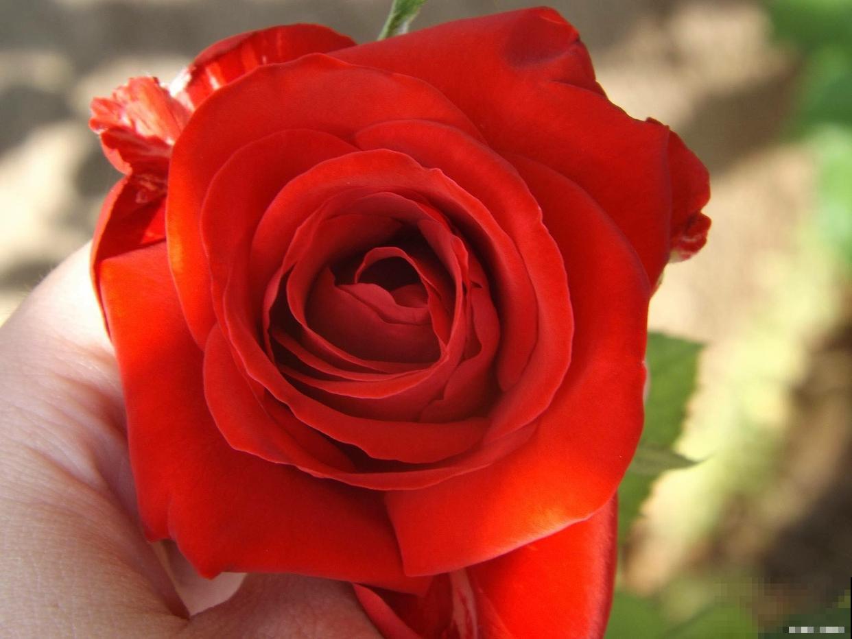 福建适合种什么花 福建适合种什么花