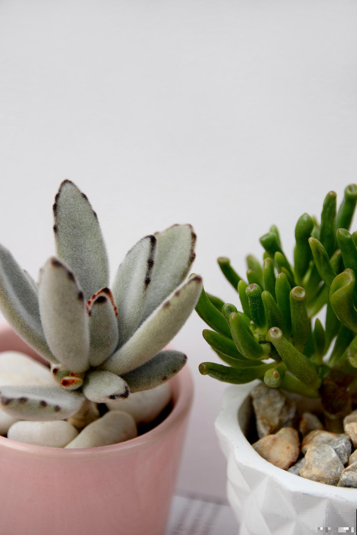 兔耳朵多肉怎么养 兔耳朵多肉怎么养