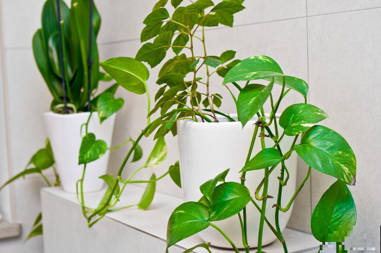 绿萝的叶子为什么会变黑