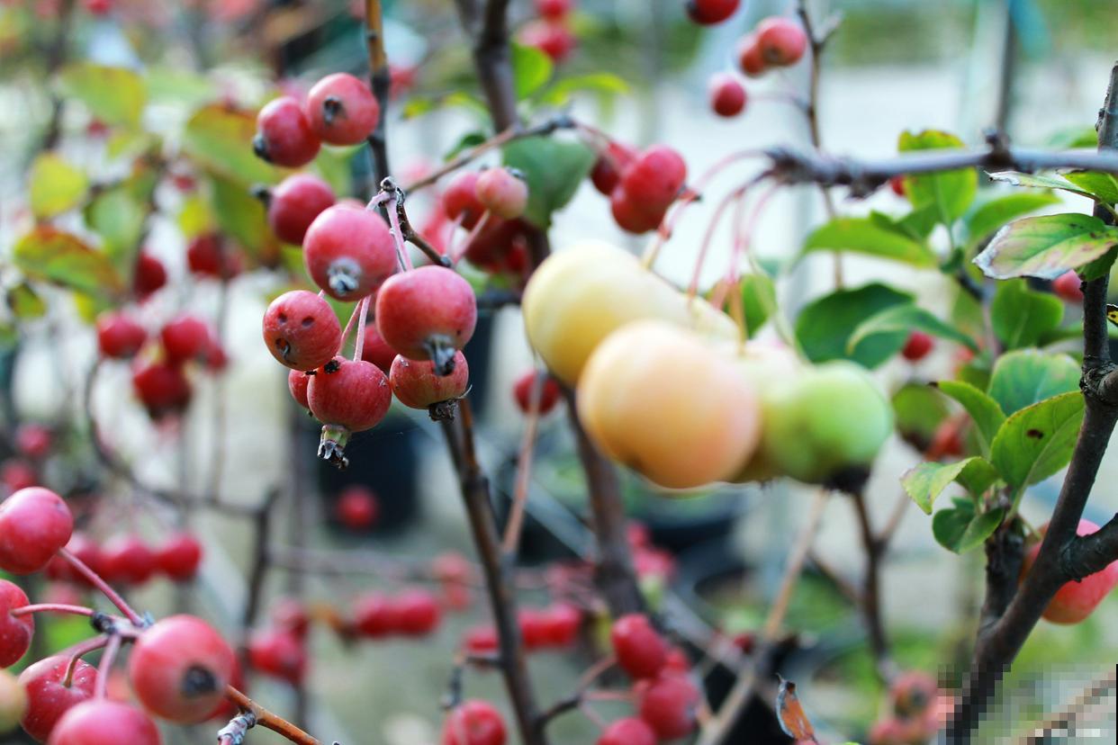 海棠果种子怎么种