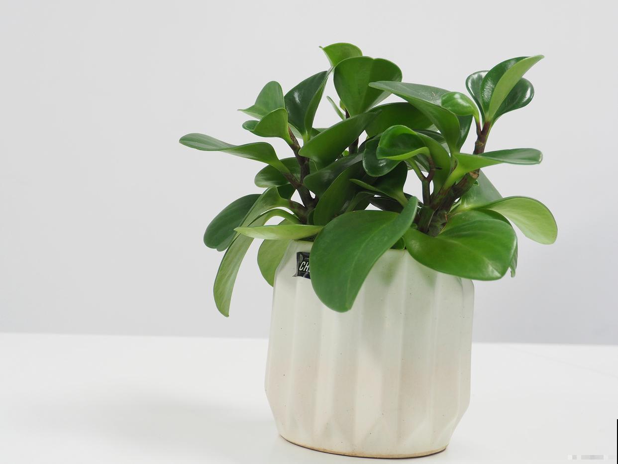 万年青怎么移栽？