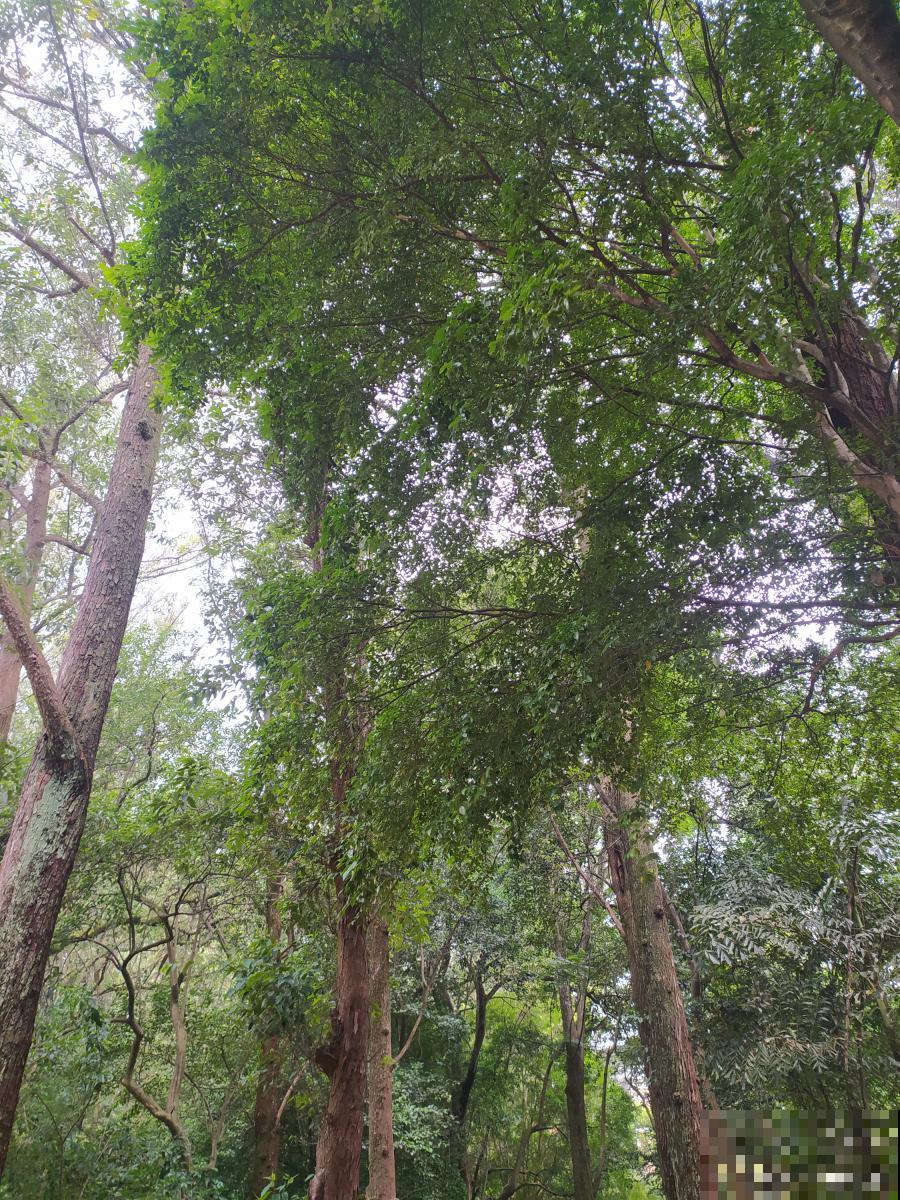 香木怎么养护的？