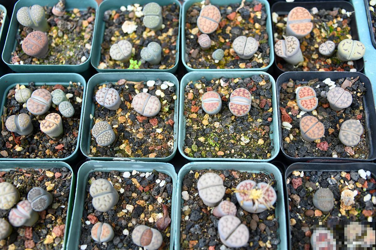 石生花多久开花？