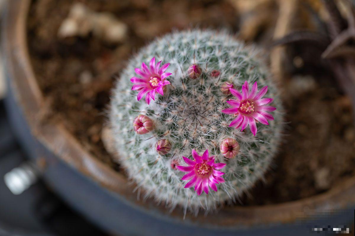 玉翁的花期多久？