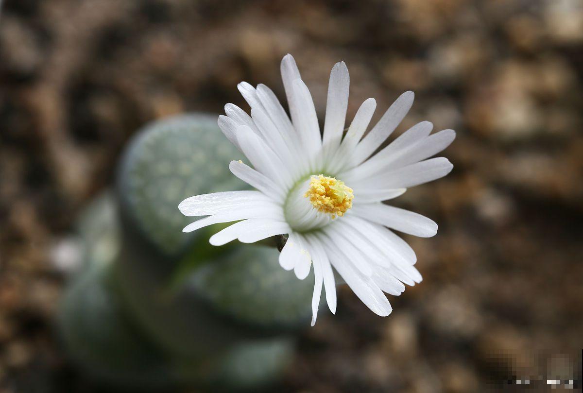 石生花多久开花？