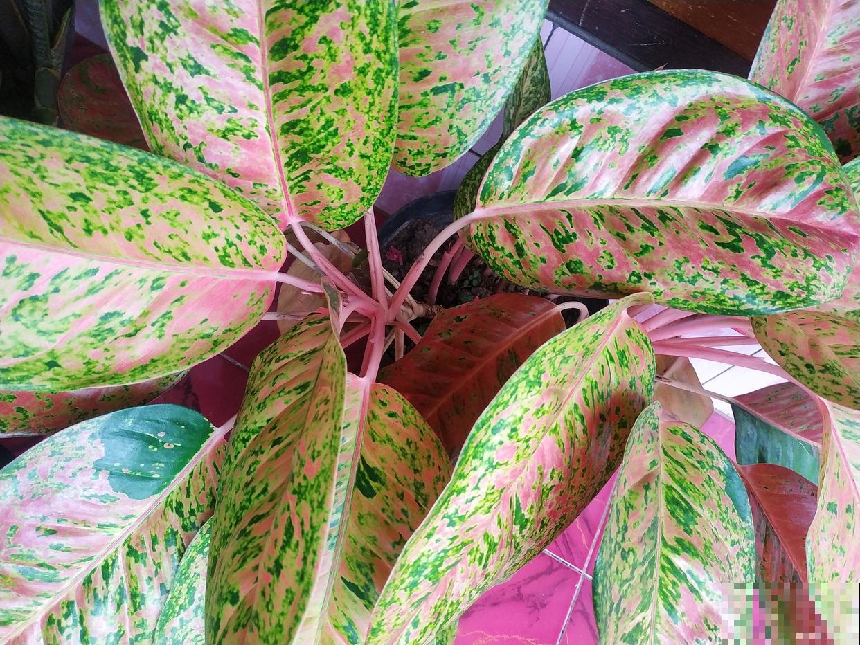 紫背竹芋什么时候开花 紫背竹芋什么时候开花