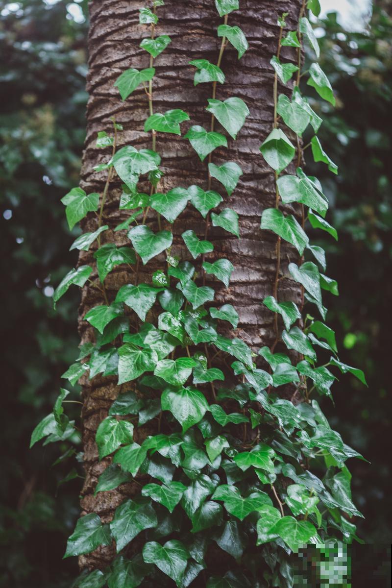 常春藤用什么肥？