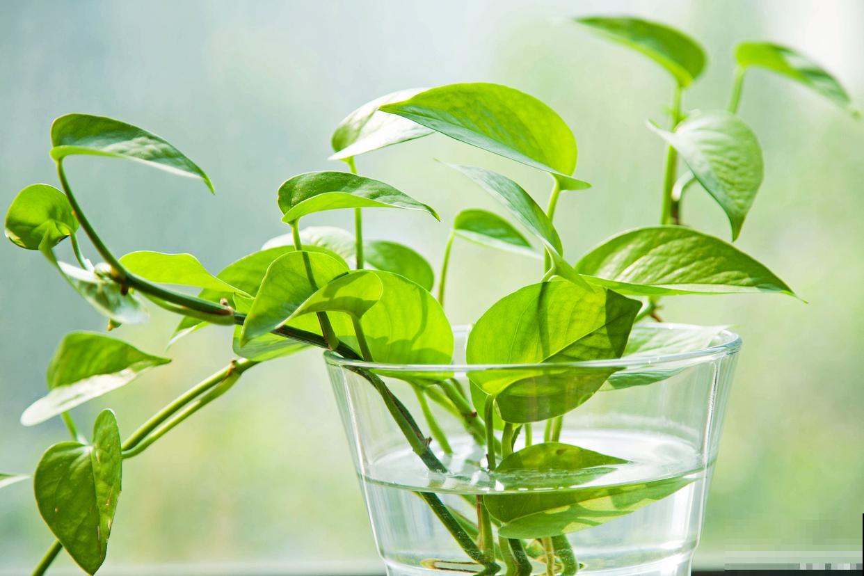 绿萝的叶子为什么会变黑