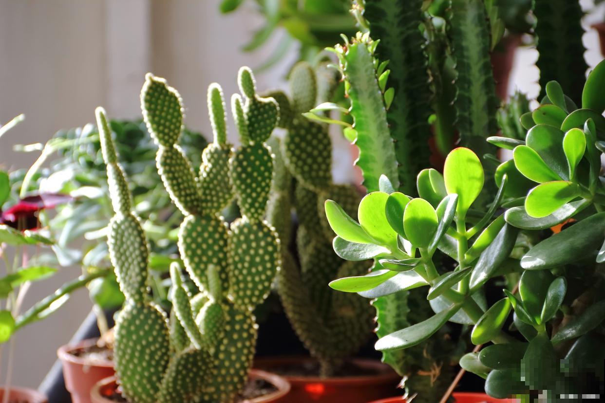 仙人指怎么移栽？