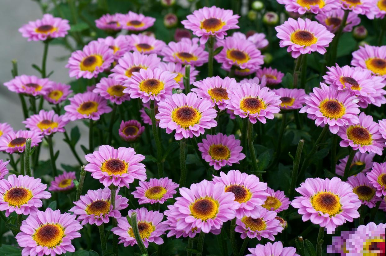 荷兰菊的养殖方法和注意事项