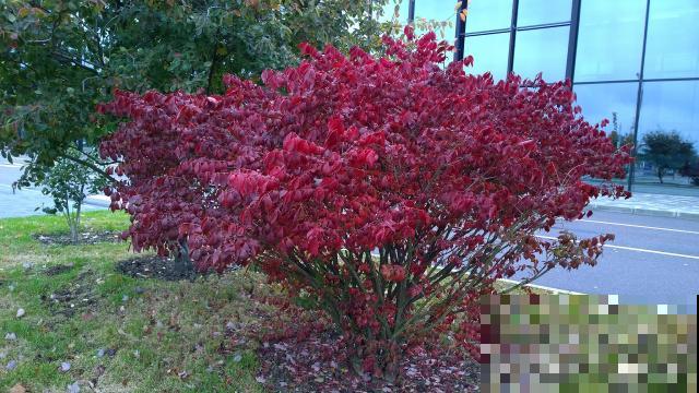 红花檵木的养殖方法和注意事项