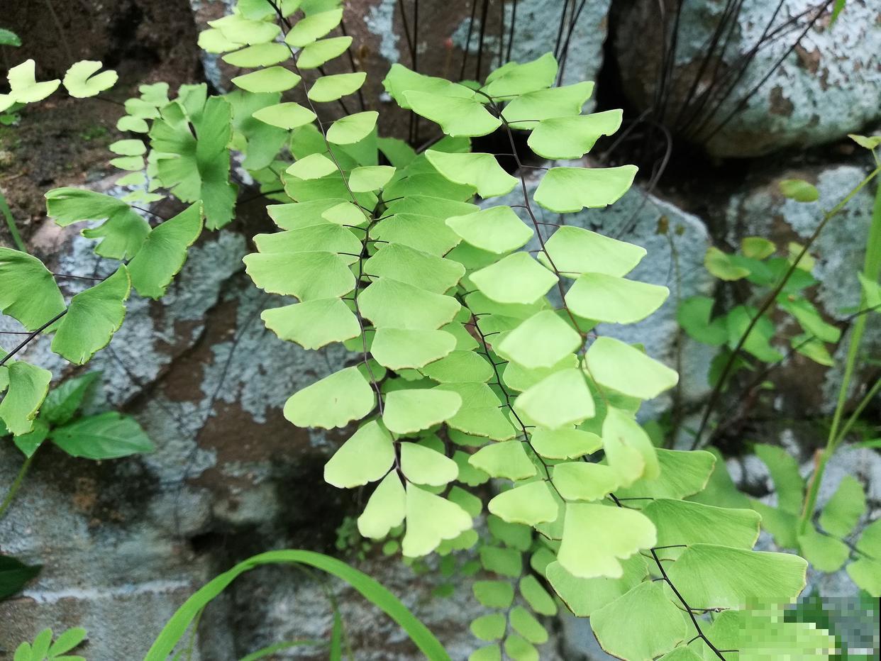 背光的地方种什么花 背光的地方种什么花