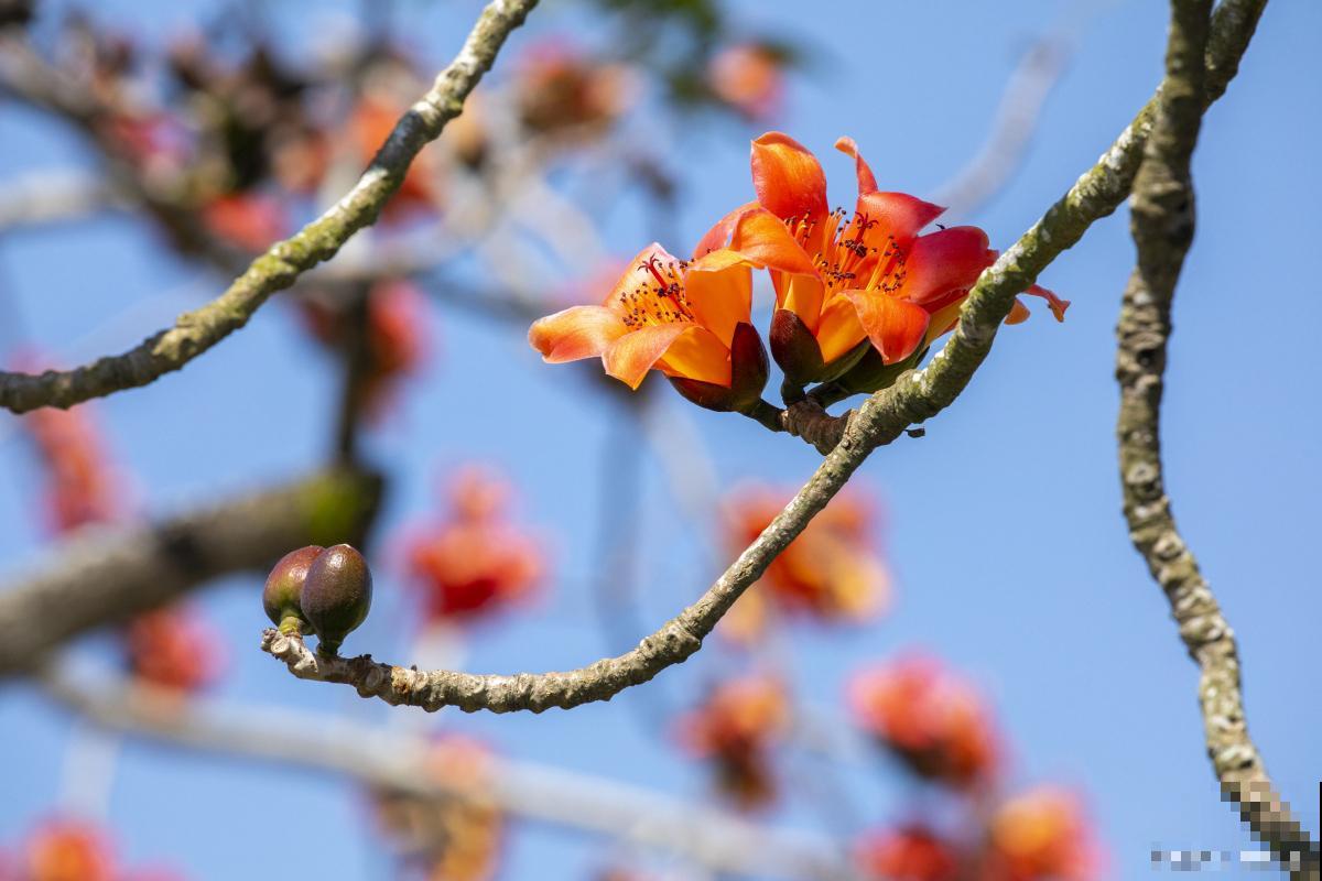 木棉树种多久开花