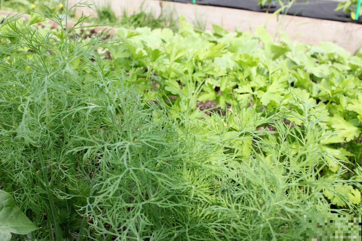 怎么种茴香出苗好又快