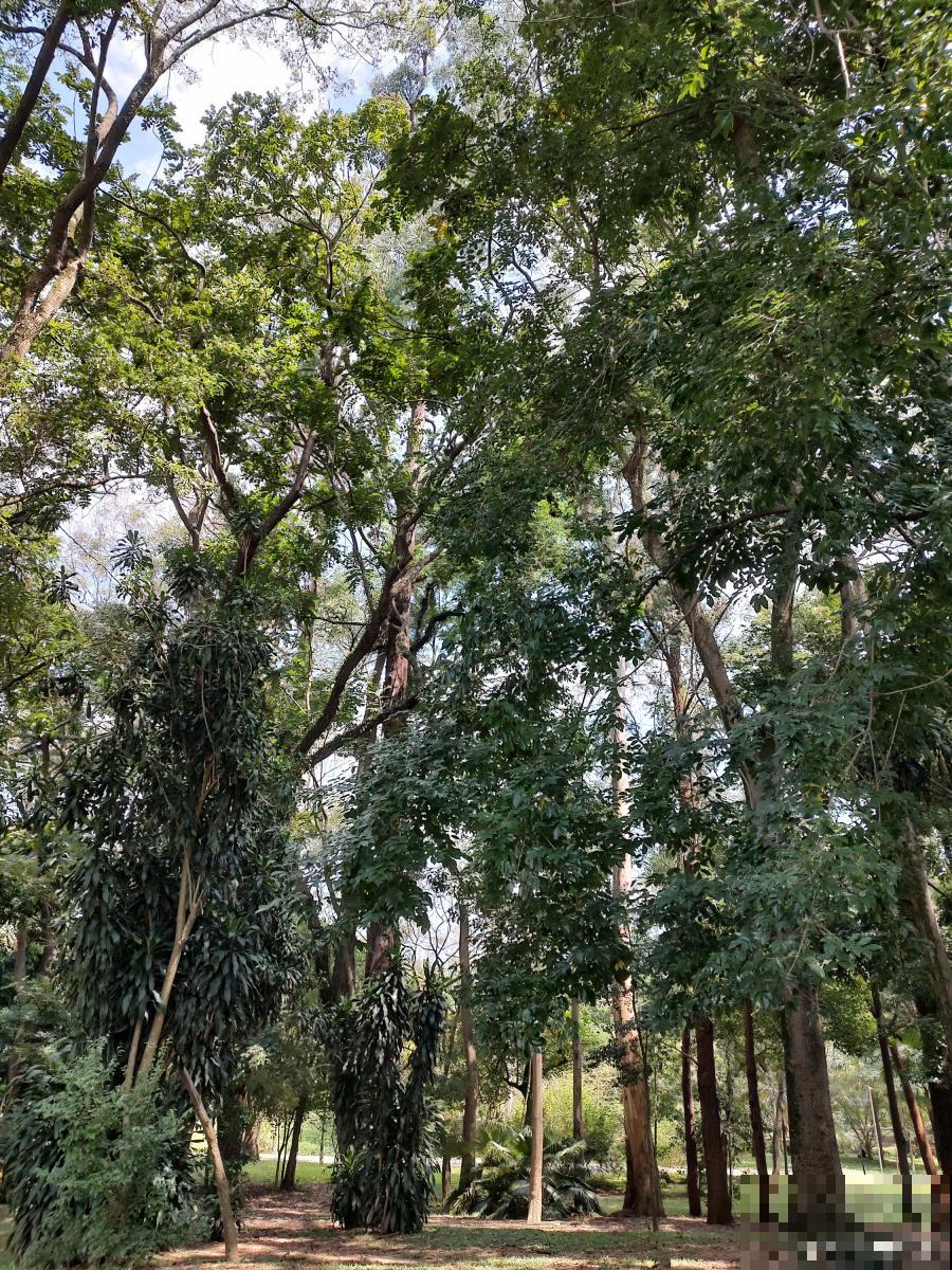 香木怎么养护的？