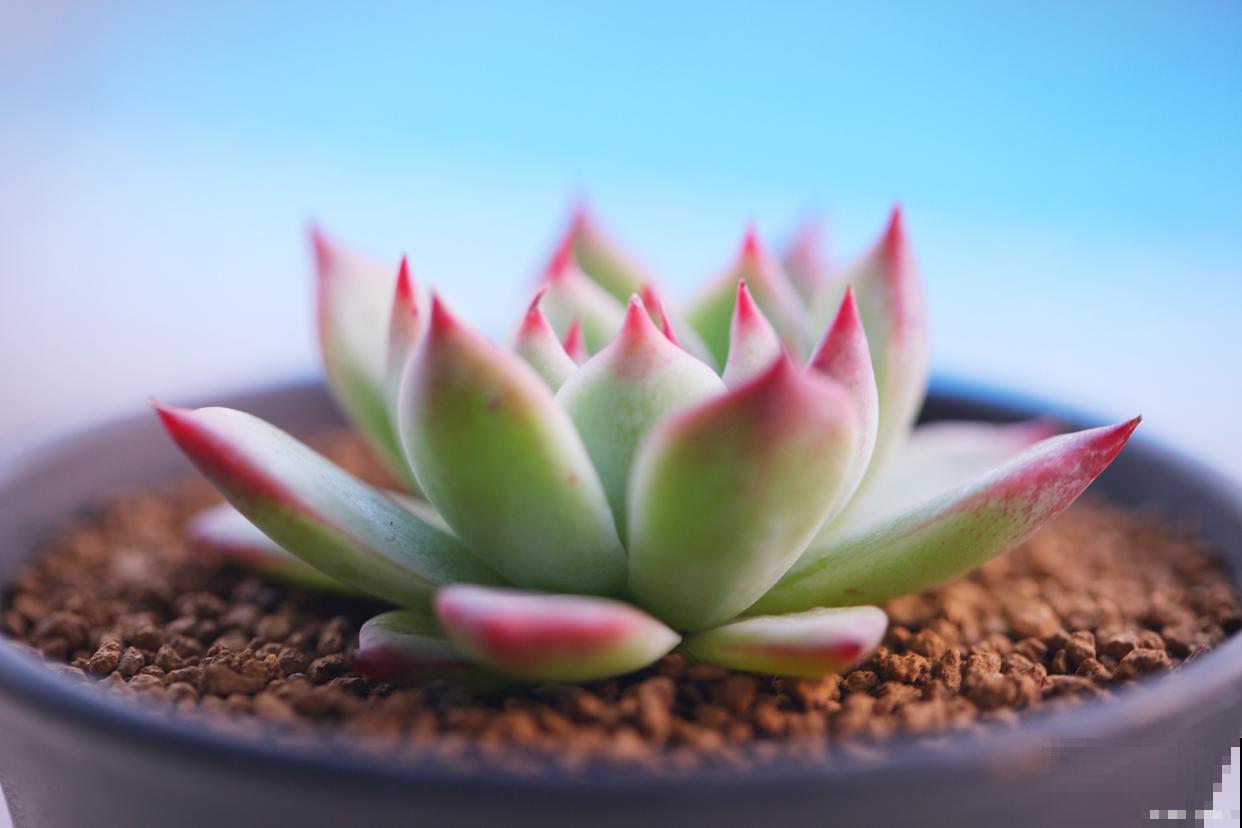 吉娃娃多肉怎么养