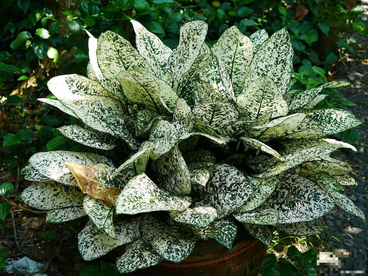 背光的地方种什么花 背光的地方种什么花