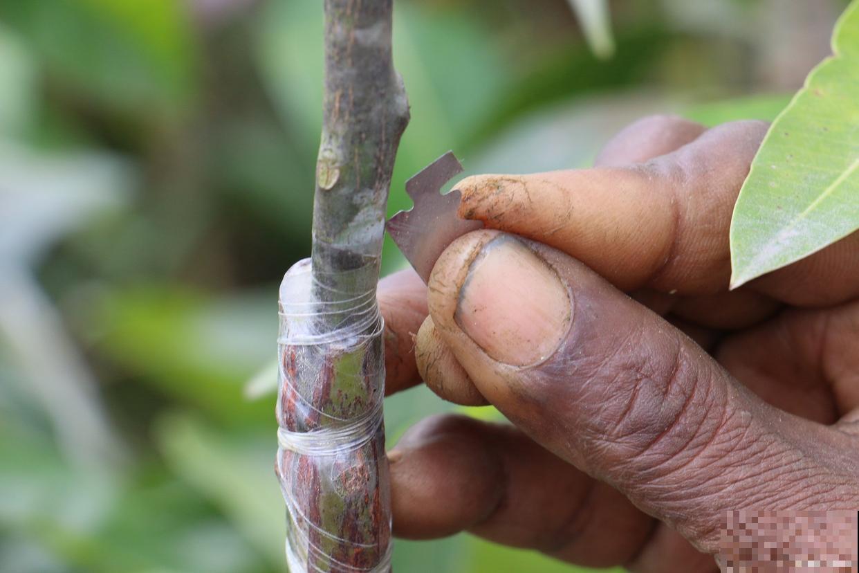 嫁接接穗怎么选择 嫁接接穗怎么选择