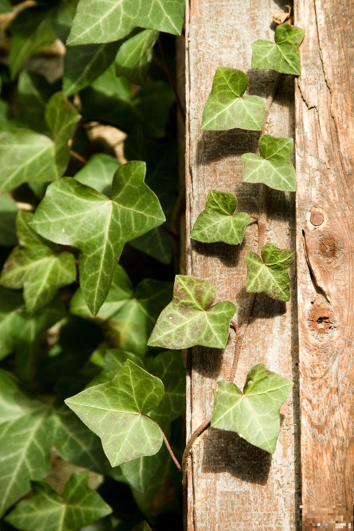 常春藤用什么肥？