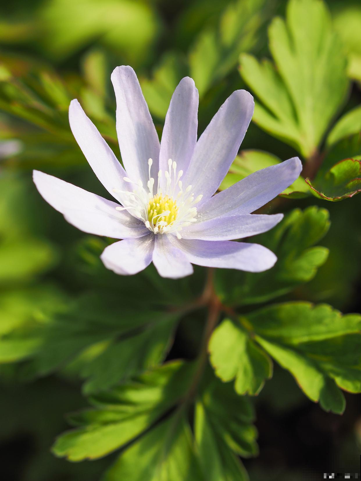 背光的地方种什么花 背光的地方种什么花