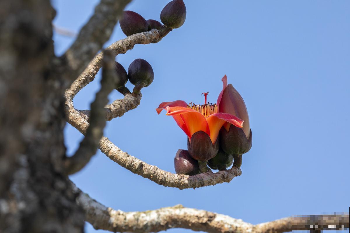 木棉树种多久开花