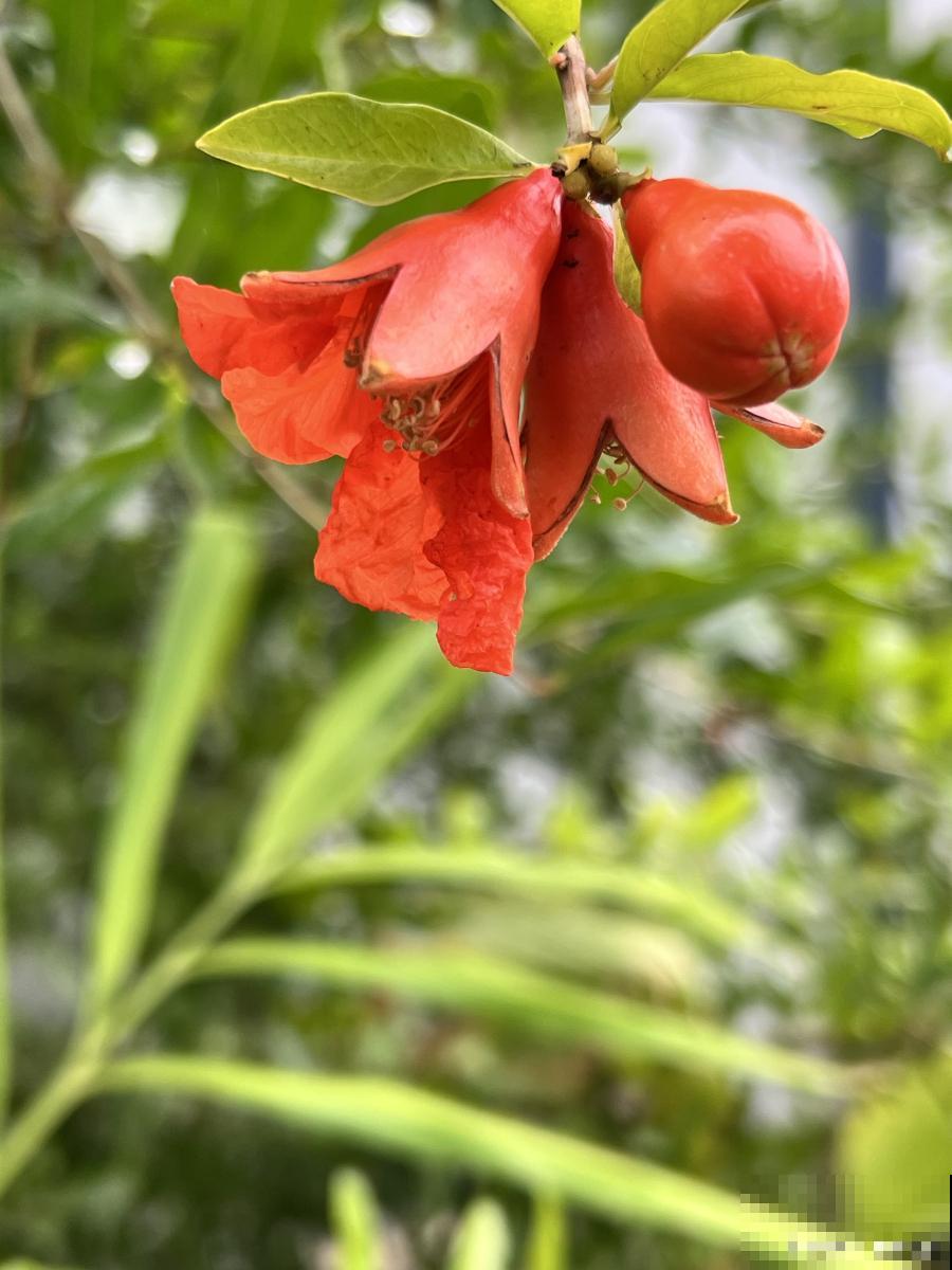 石榴花如何扦插？