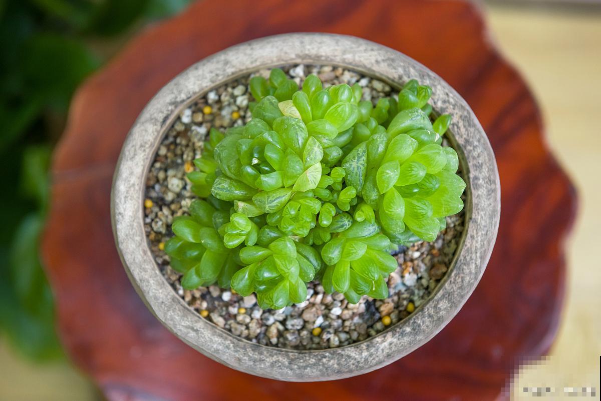 冰玉露怎么养护? 冰玉露怎么养护?