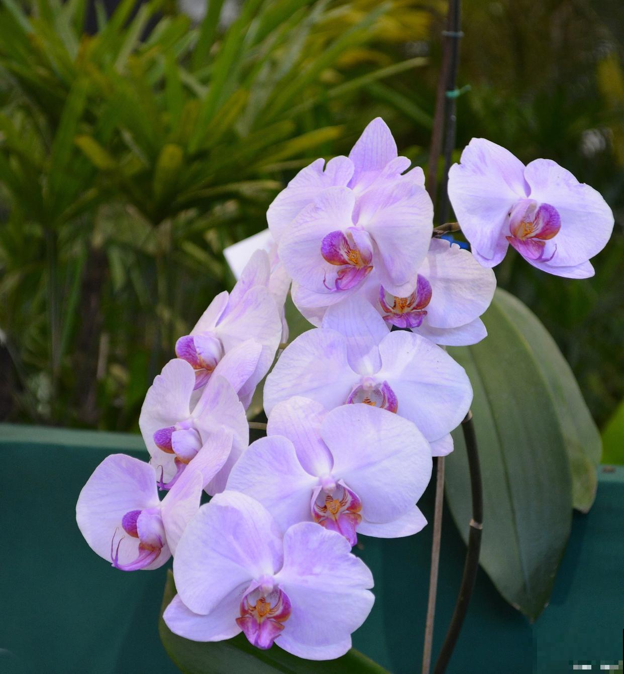 网上买回来的花怎么种