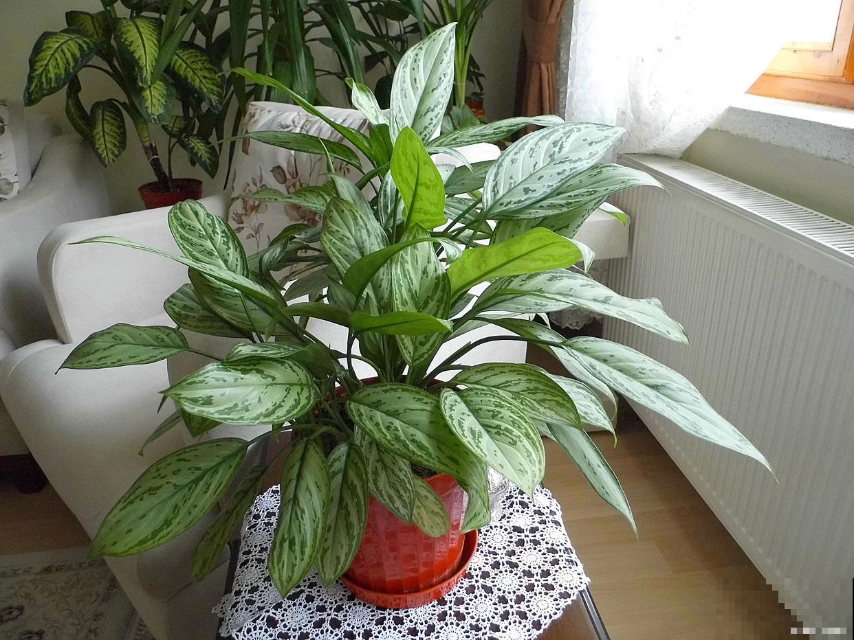 万年青怎么移栽？