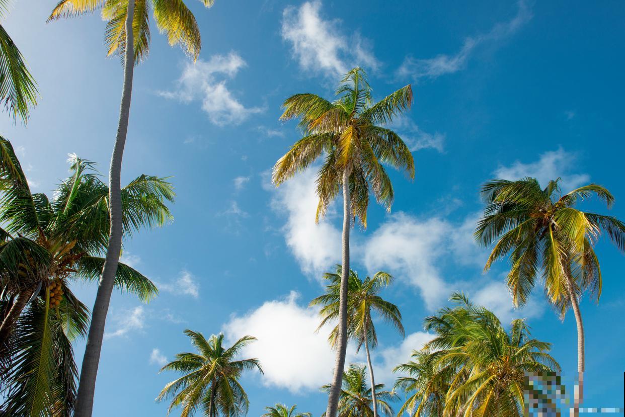 椰子树是怎么繁殖的 椰子树是怎么繁殖的