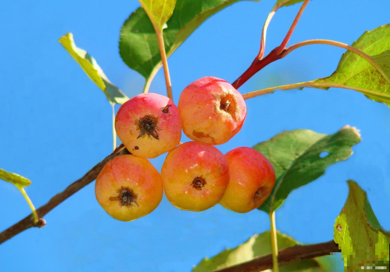 海棠果种子怎么种