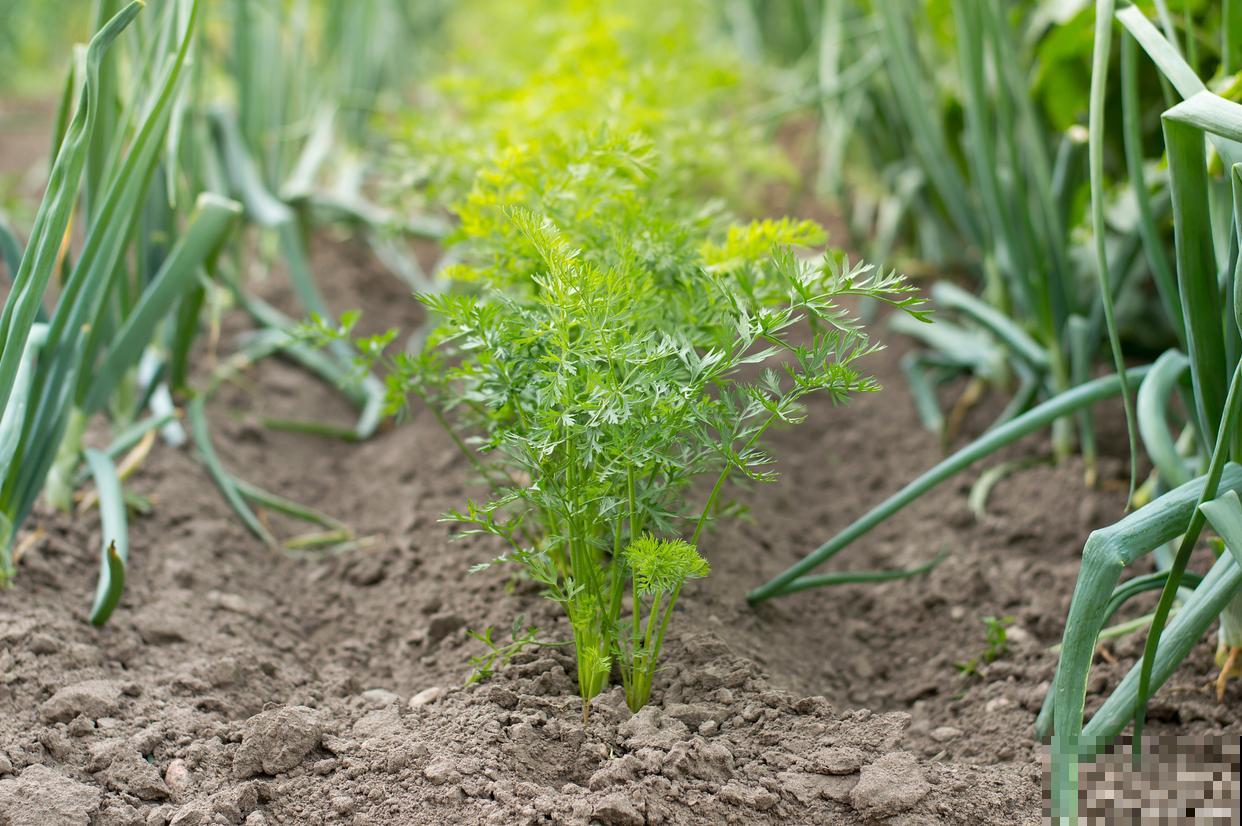 怎么种茴香出苗好又快