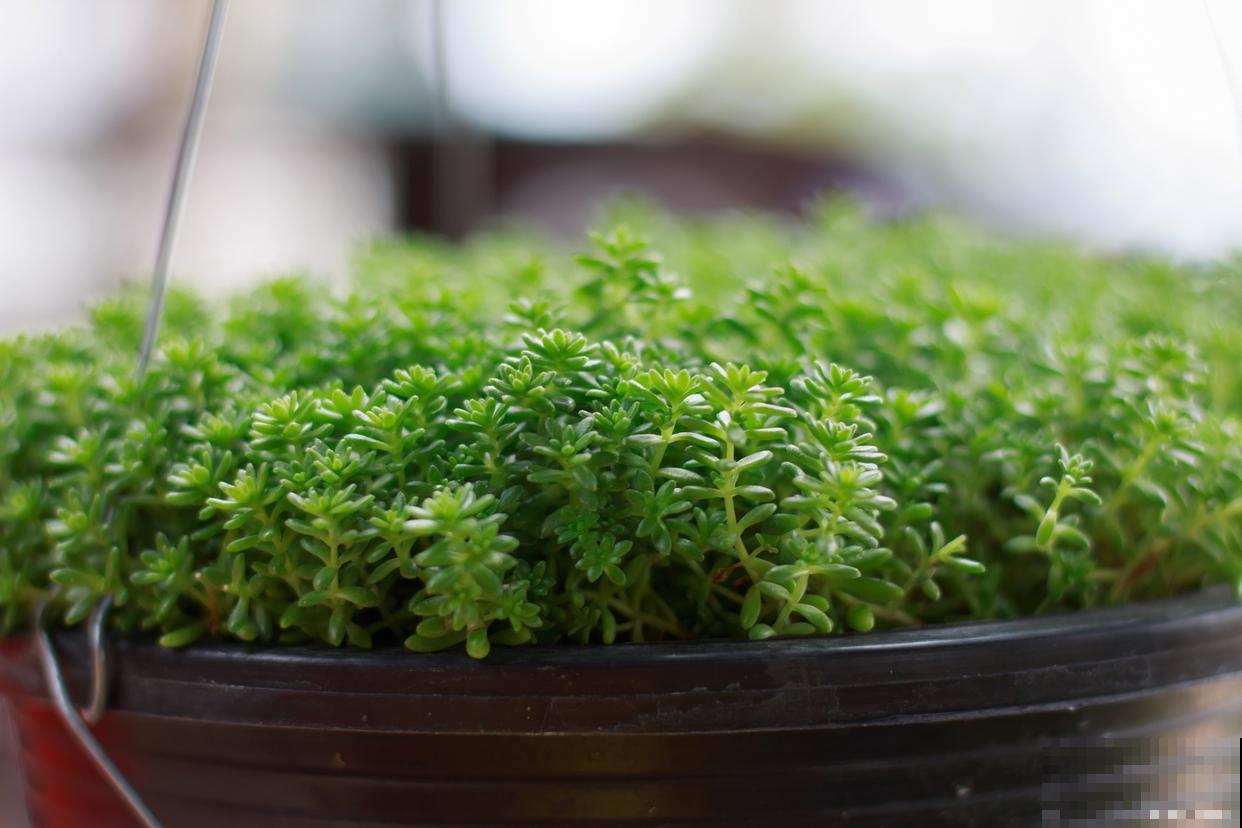 佛甲草怎么扦插? 佛甲草怎么扦插?