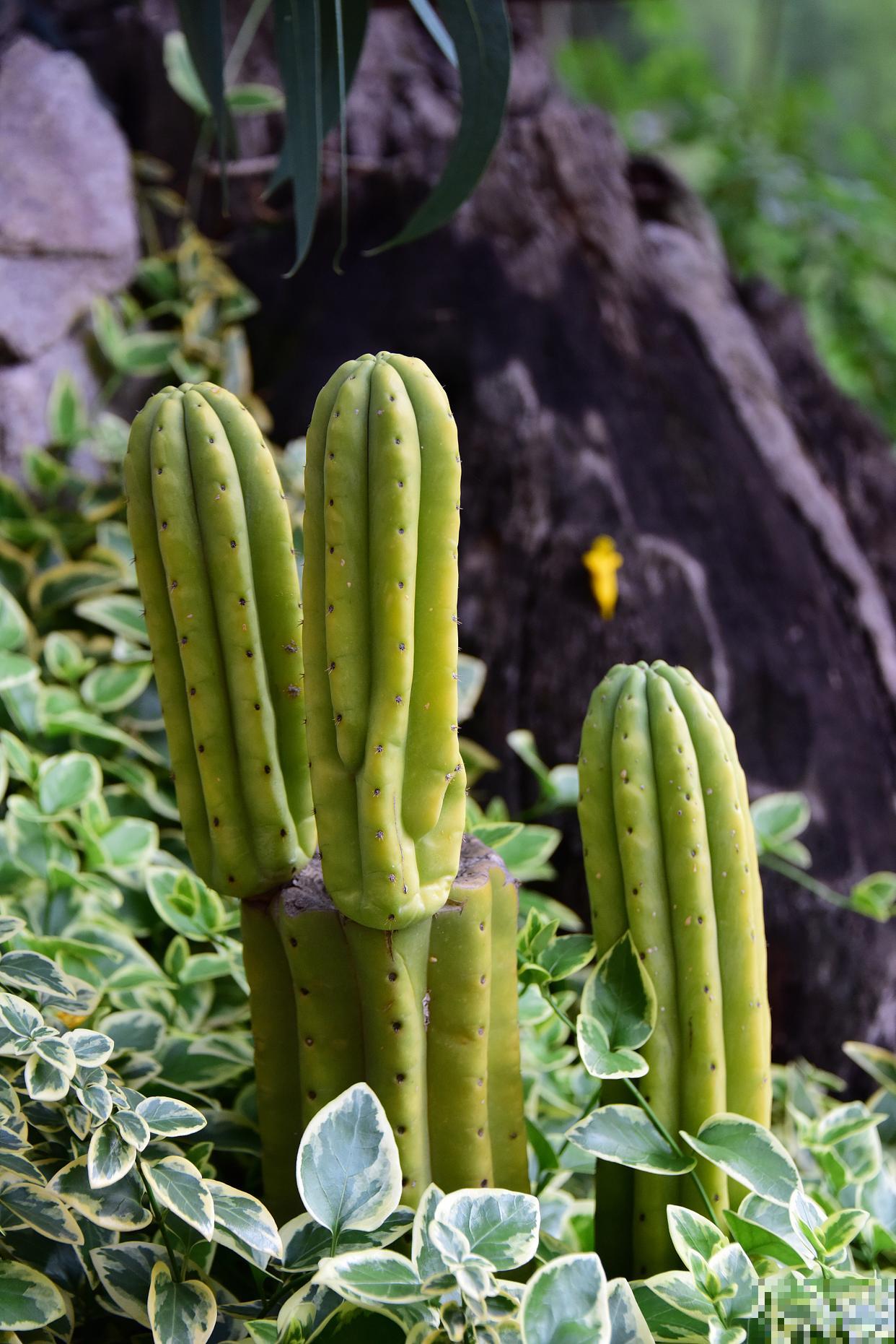 仙人指怎么移栽？