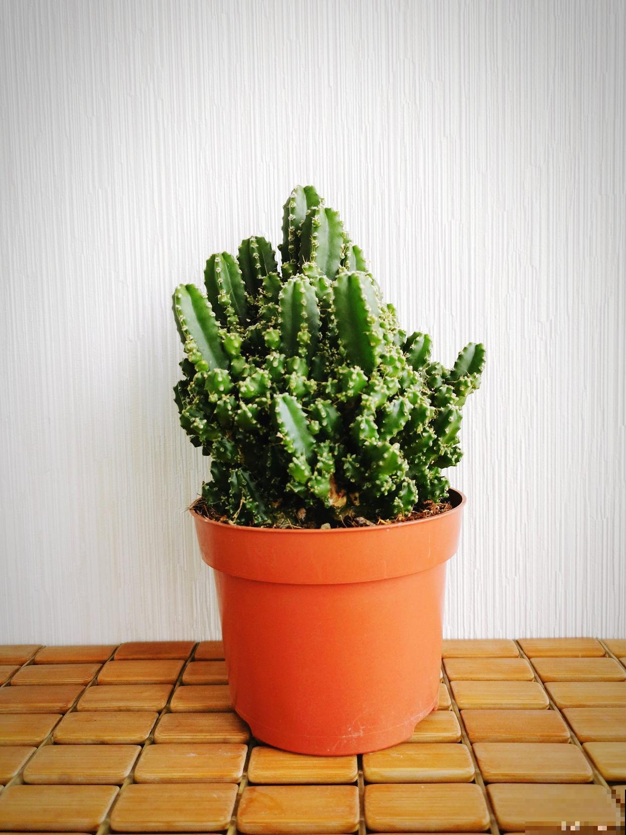 麒麟掌如何扦插? 麒麟掌如何扦插?