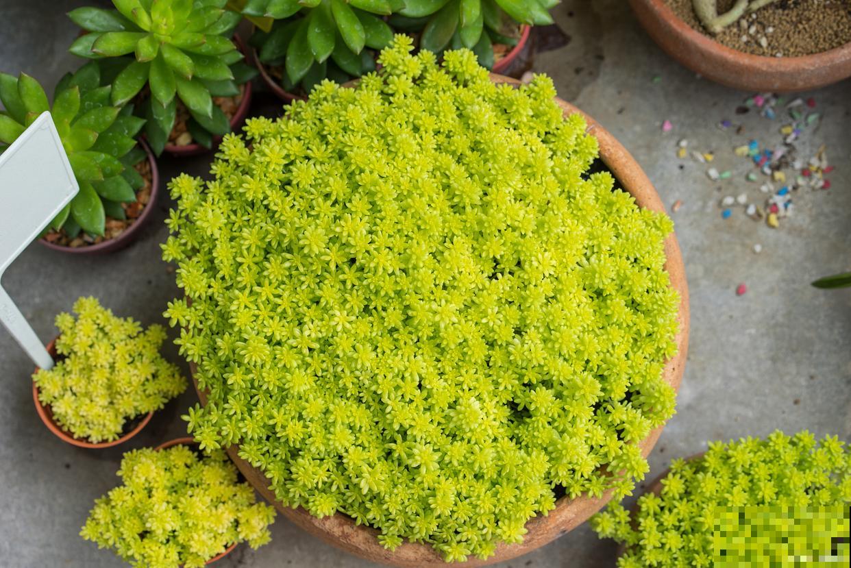 佛甲草怎么扦插? 佛甲草怎么扦插?