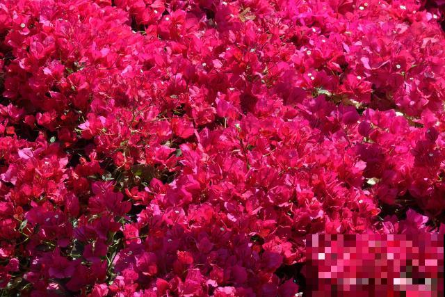 红花檵木的养殖方法和注意事项